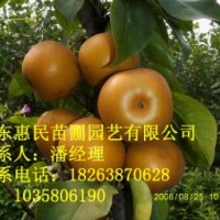 供應(yīng)山東泰安0.5-3公分梨樹苗 占地用 當(dāng)年梨樹苗