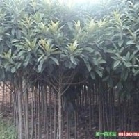 枇杷樹