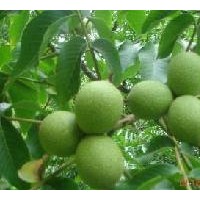 山西核桃苗，山西核桃苗，山西核桃苗，核桃苗價(jià)格