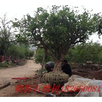 供應(yīng)30公分石榴樹