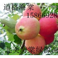 道格海棠，鉆石海棠，紅瑪瑙海棠，俏佳人海棠