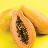 木瓜樹苗