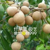 桂圓苗
