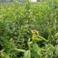 大量供應(yīng)梨樹(shù)苗 野山梨籽 品種齊全