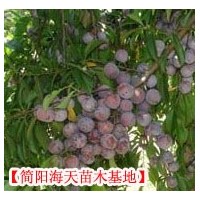 脆紅李子苗批發(fā)，嫁接脆紅李子苗