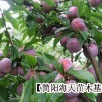 四川脆紅李子苗，脆紅李子苗來海天買
