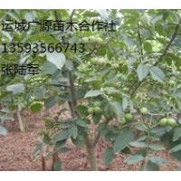 核桃樹出售、2公分、3公分核桃樹大量低價優(yōu)惠供應(yīng)