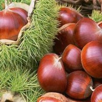 板栗苗--大紅袍板栗苗，中華栗王板栗苗，寶元板栗苗， 煙清板栗