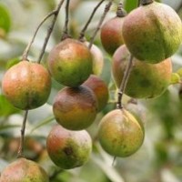 廣西融水二年生速生豐產(chǎn)型軟枝油茶嫁接苗