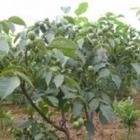 供應(yīng)核桃苗、香玲核桃苗、嫁接核桃苗