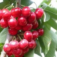紅蜜櫻桃苗