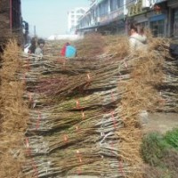 大量桃樹實生苗供應，品種桃樹苗價格，山東桃苗廠家