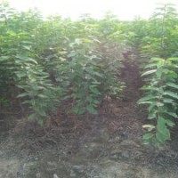 吉塞拉櫻桃沾木苗批發(fā)，品種櫻桃苗價格，各規(guī)格櫻桃樹苗