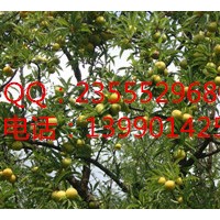 李子苗的認(rèn)識(shí)，李子苗的種植，青脆李成熟的時(shí)間
