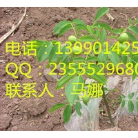 湖南香玲的早實(shí)特性，湖南供應(yīng)香玲核桃苗