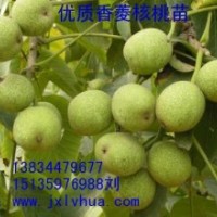 核桃苗