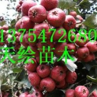 供應(yīng)桃苗、梨苗、柿子苗、山楂苗、杏苗、蘋果苗、板栗苗、櫻桃苗