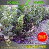 2年生扦插【佛手苗】供應：廣東、廣西、四川、云南、福建等省,全