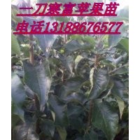 一刀寒富蘋果苗，兩刀寒富蘋果苗
