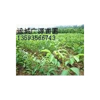 山西核桃苗基地核桃苗品種，核桃苗價(jià)格低價(jià)低價(jià)出售
