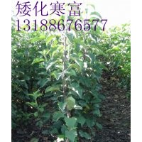 寒富果樹苗，寒富果樹苗價(jià)格