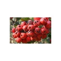 山西山楂果/山楂苗/山楂樹/山楂種子/山西廣源苗木出售