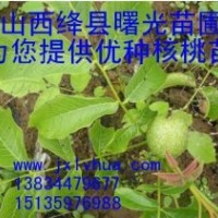 供山西核桃苗，中林核桃苗，薄皮核桃苗，實生核桃苗，陜西核桃苗