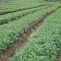 實用杉木種植技術