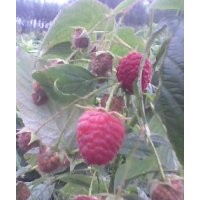 大量供應(yīng)綠化種植樹莓苗、黑加侖苗、燈籠果苗