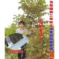 供應二年以上的清香核桃苗，核桃樹50萬株