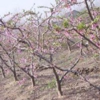 占地蘋果樹 占地山楂樹 占地柿子樹