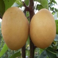 供應(yīng)晚秋黃梨苗，蘋果苗;桃樹苗,山楂苗，梨樹苗