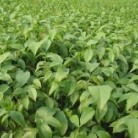 大量供應(yīng)核桃苗、蘋果苗、棗樹苗、山楂苗