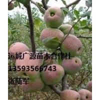 山西果樹出售、蘋果樹供應(yīng)價(jià)格