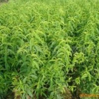 供應花椒苗 核桃苗 刺槐苗 各種苗木