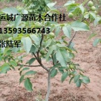 山西核桃樹出售、優(yōu)質(zhì)核桃苗大量供應(yīng)