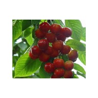 山東大櫻桃苗定向銷(xiāo)售 深受客戶(hù)歡迎
