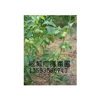 山西優(yōu)質(zhì)核桃苗出售、核桃苗大量供應(yīng)