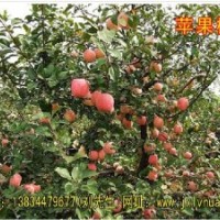 供應蘋果樹/山楂樹/山桃樹/山杏樹/核桃樹/核桃苗