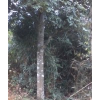 供花梨木樹