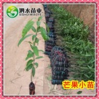 供應(yīng)一年生實(shí)生芒果苗 綠化占地工程用苗 廣西靈山果樹苗木批發(fā)