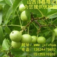 “紙皮”核桃苗！新品種核桃苗！山西核桃苗！