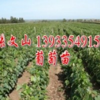 大量巨峰葡萄苗，黃金梨苗價(jià)格，春雪桃苗