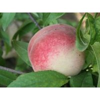 供應(yīng)桃樹苗新品種金秋紅蜜桃