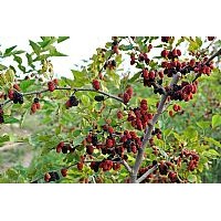 供應(yīng)果樹新品種果桑