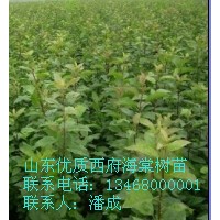 西府海棠樹苗|大量優(yōu)質(zhì)
