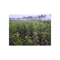 供應(yīng)蘋果苗，2公分蘋果苗，占地蘋果苗，蘋果苗價(jià)格