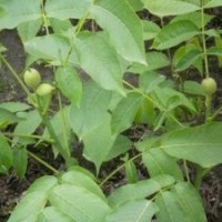 核桃苗:遼核1號(hào)2 號(hào),香玲,薄殼香中林3號(hào)，晉龍2號(hào)