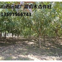 桃樹(shù)出售、8-12公分桃樹(shù)大量?jī)?yōu)惠