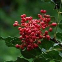 花椒樹苗